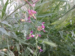Matthiola longipetala bicornis
