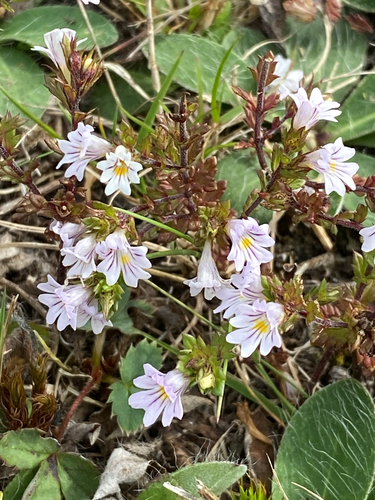 Common Eyebright