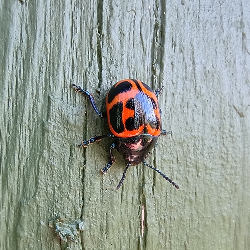 Swamp Milkweed Leaf Beetle