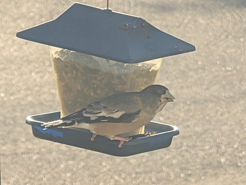 Evening Grosbeak
