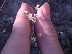 Galium xeroticum
