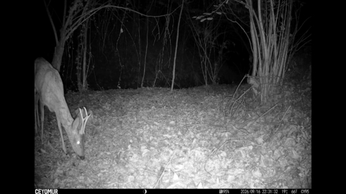 Western Roe Deer