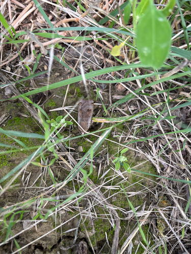 Large Yellow Underwing