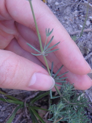 Galium xeroticum