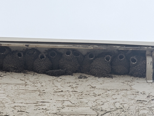 Cliff Swallow