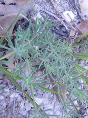 Galium xeroticum