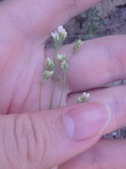 Galium xeroticum
