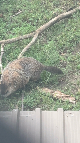 Groundhog