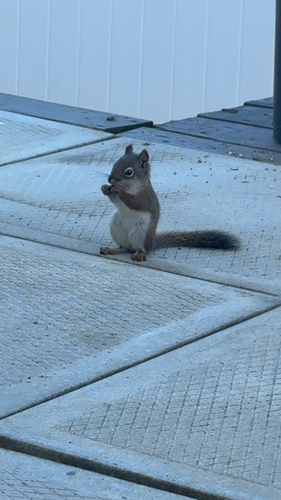 American Red Squirrel