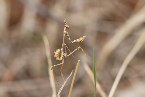 Fasciated Conehead Mantid