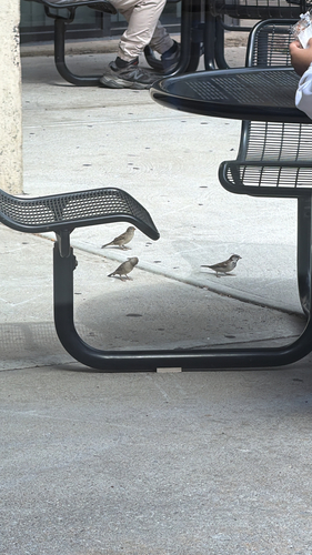 House Sparrow