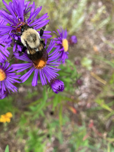 Common Eastern Bumble Bee