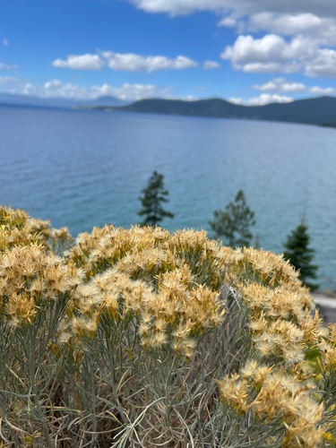 Rubber Rabbitbrush