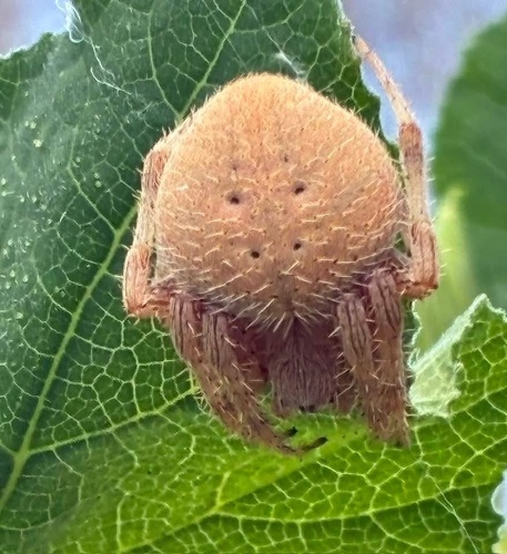 Spotted Orbweaver