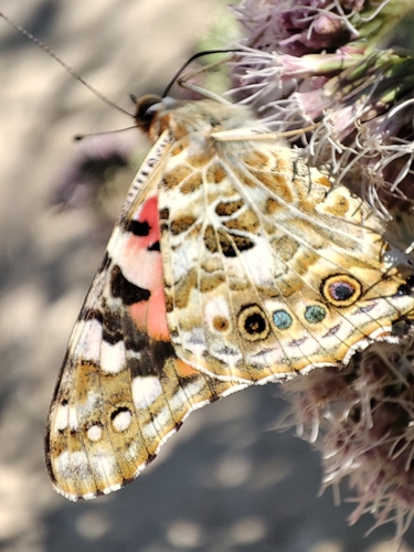 Painted Lady
