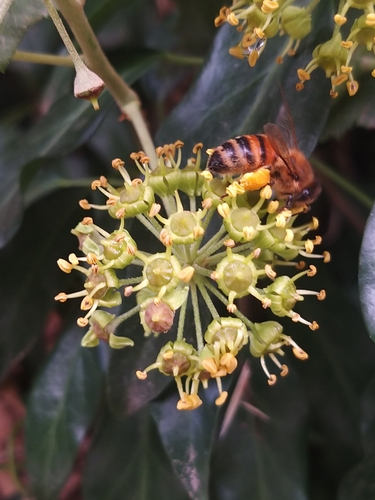 Western Honey Bee