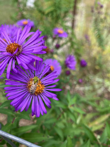 Bicolored Striped Sweat Bee