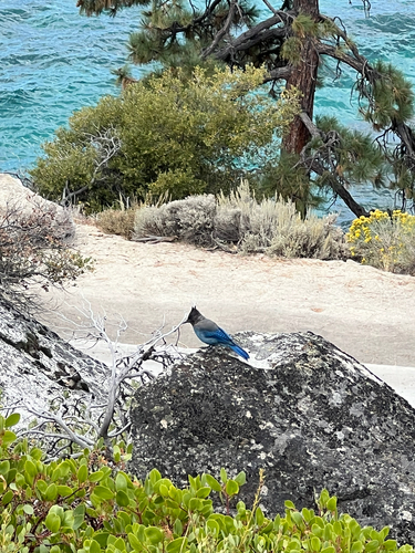 Steller's Jay