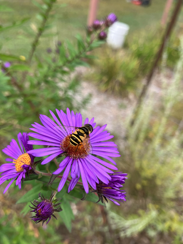 Transverse-banded Flower Fly
