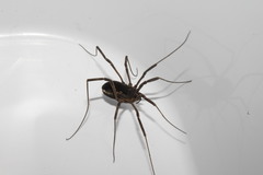 Zachaeus