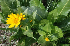Wyethia amplexicaulis