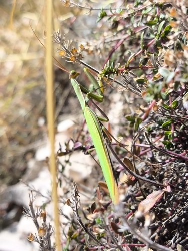 European Mantis