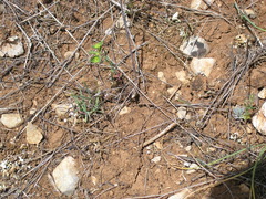 Euphorbia taurinensis