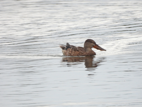 Northern Shoveler