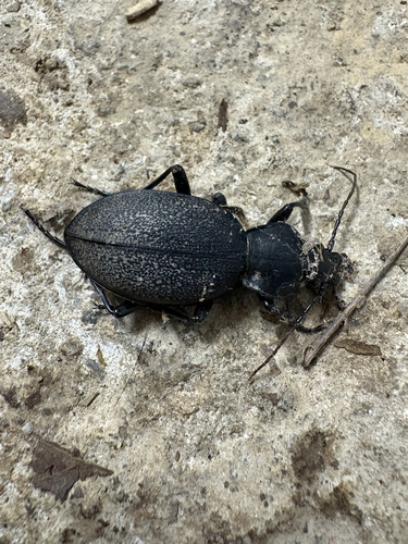 Leather Beetle