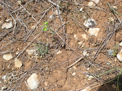 Euphorbia taurinensis