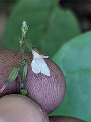 Phryma leptostachya, photograph (c) Alaina Krakowiak, some rights reserved (CC BY)