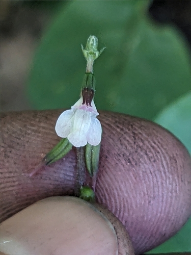 Phryma leptostachya, photograph 5