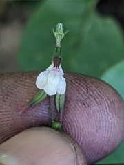 Phryma leptostachya, photograph (c) Alaina Krakowiak, some rights reserved (CC BY)