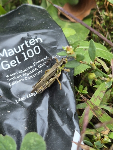 Red-legged Grasshopper