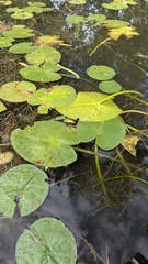 Nuphar variegata, photograph (c) treelogical, some rights reserved (CC BY)