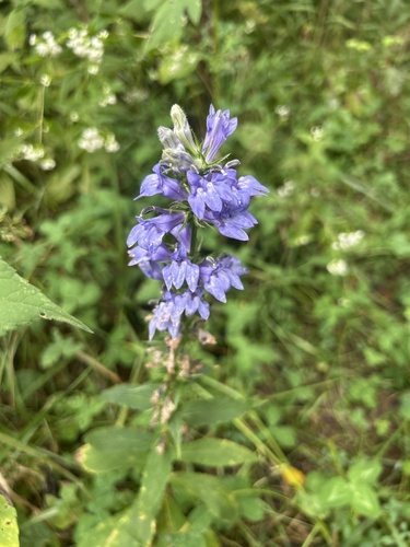 great blue lobelia
