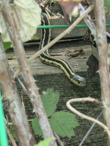 Eastern Garter Snake