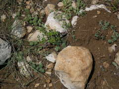 Euphorbia taurinensis