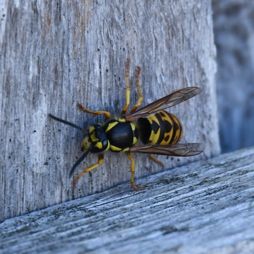 German Yellowjacket