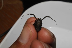 Zachaeus