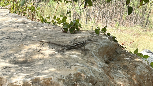 Texas Spiny Lizard