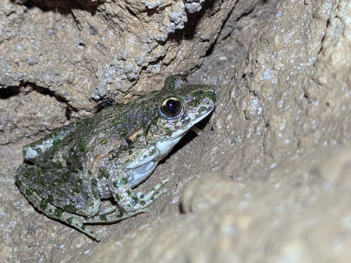 Common Parsley Frog