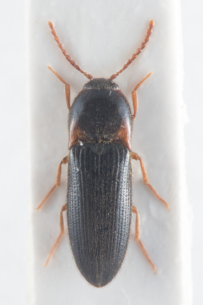 Ampedus erythrogonus