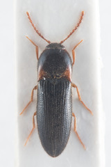 Ampedus erythrogonus
