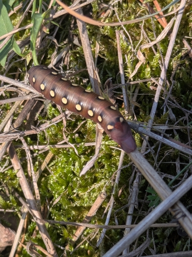 Bedstraw Hawkmoth