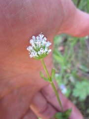 Plectritis macrocera