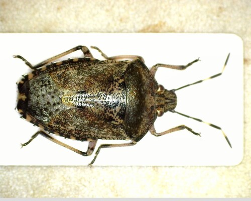 Mottled Stink Bug