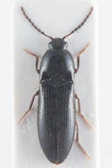 Ampedus nigrinus