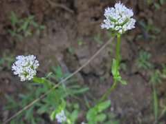 Plectritis macrocera