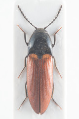 Ampedus pomorum